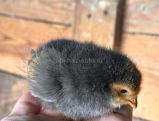 ЦЫПЛЯТА ХОРОШЕЙ ПОРОДЫ.