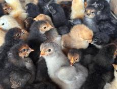 ЦЫПЛЯТА ХОРОШЕЙ ПОРОДЫ.