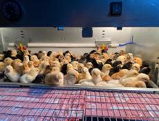 Продаются цыплята мясо-яичной породы смесь брамы, плимутрока и ломан Браун +79407263285ватсап +79409647077 мобильная связь