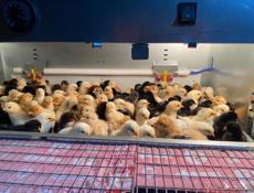 Продаются цыплята мясо-яичной породы смесь брамы, плимутрока и ломан Браун +79407263285ватсап +79409647077 мобильная связь