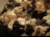 Суточные цыплята 
