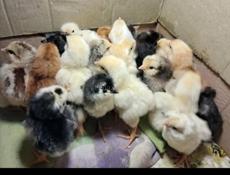 Суточные цыплята 