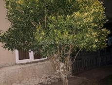 здравствуйте, продаю кумкват звоните по номеру +79407788687