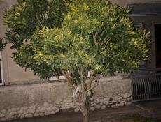 здравствуйте, продаю кумкват звоните по номеру +79407788687