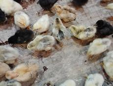 Местные цыплята