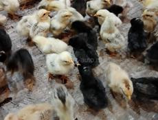 Местные цыплята