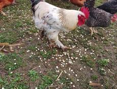 Местные цыплята