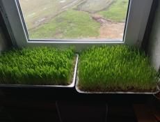 Корм для животных