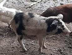 свина мамка 65 70кг 40т поросято 3500р