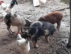 свина мамка 65 70кг 40т поросято 3500р