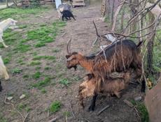 Козы