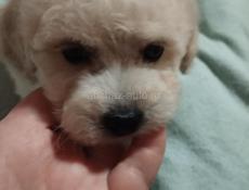 Щенок Бишона цветного 