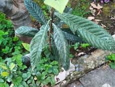 Саженцы фруктов!