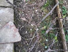 Саженцы фруктов!