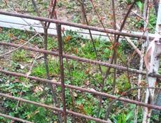 Саженцы фруктов!