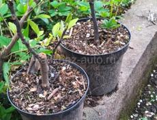 Саженцы фруктов!