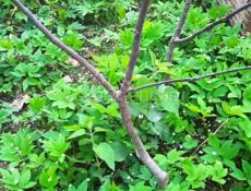 Саженцы фруктов!