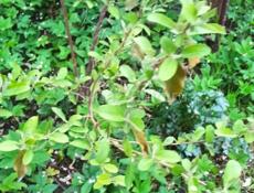 Саженцы фруктов!