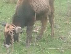 Продаётся телку 