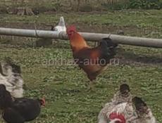 Продам 30 курей и 6 петухов 