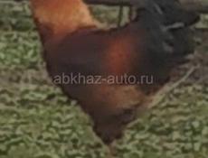 Продам 30 курей и 6 петухов 