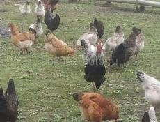 Продам 30 курей и 6 петухов 