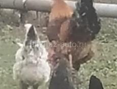 Продам 30 курей и 6 петухов 