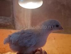 чистокровные мясо яичные подрошеные цыплята