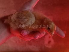 чистокровные мясо яичные подрошеные цыплята