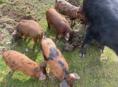 Продаются двухмесячные поросята