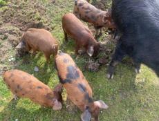 Продаются двухмесячные поросята