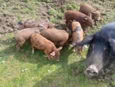 Продаются двухмесячные поросята