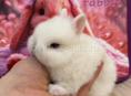 ПРОДАЮТСЯ КРОЛИКИ 