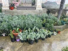 Саженцы камелия розмарин лаванда