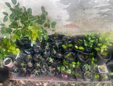 Саженцы камелия розмарин лаванда