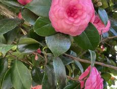 Саженцы камелия розмарин лаванда