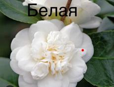 Саженцы камелия розмарин лаванда