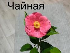 Саженцы камелия розмарин лаванда