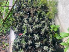 Саженцы камелия розмарин лаванда