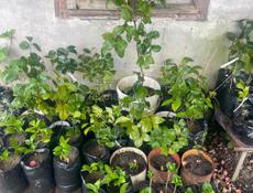 Саженцы камелия розмарин лаванда