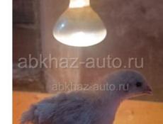 Продаю цыплят