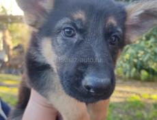 Немецкая овчарка