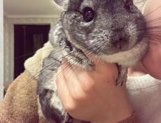 Продается шиншилла ☺️