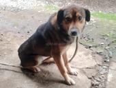 Собака породу незнаю 