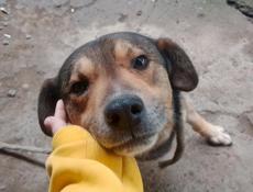 Собака породу незнаю 