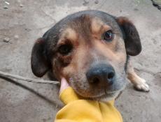 Собака породу незнаю 