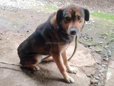 Собака породу незнаю 