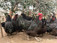 Продаются куры Джерский гигант