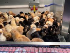 Продаются цыплята мясо-яичной породы смесь брамы, плимутрока и ломан Браун  +79407263285ватсап  +79409647077 мобильная связь