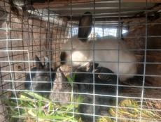 Крольчата пародистые